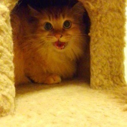 「初の猫ケージと猫！」サムネイル2