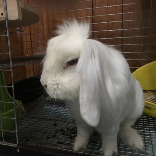 ライオンロップの女の子です