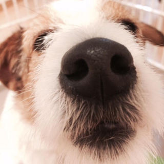 元気いっぱい☆ジャックラッセルテリア1歳3か月☆