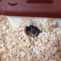 ジャンガリアンハムスター