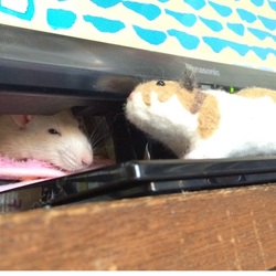 今朝の佐藤さんとシロ