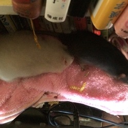 「今朝の佐藤さんとシロ」サムネイル2