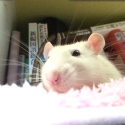 「今朝の佐藤さんとシロ」サムネイル3