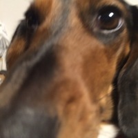 cocoa