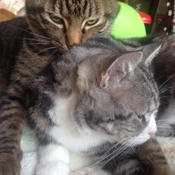 でかにゃん祭り（笑）