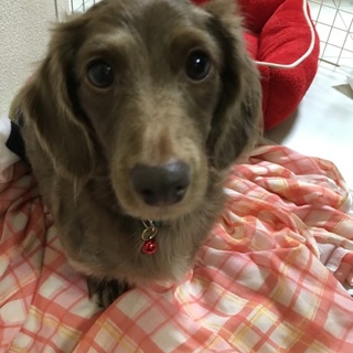 ダックスフンド：チョコ　優しい里親様募集です