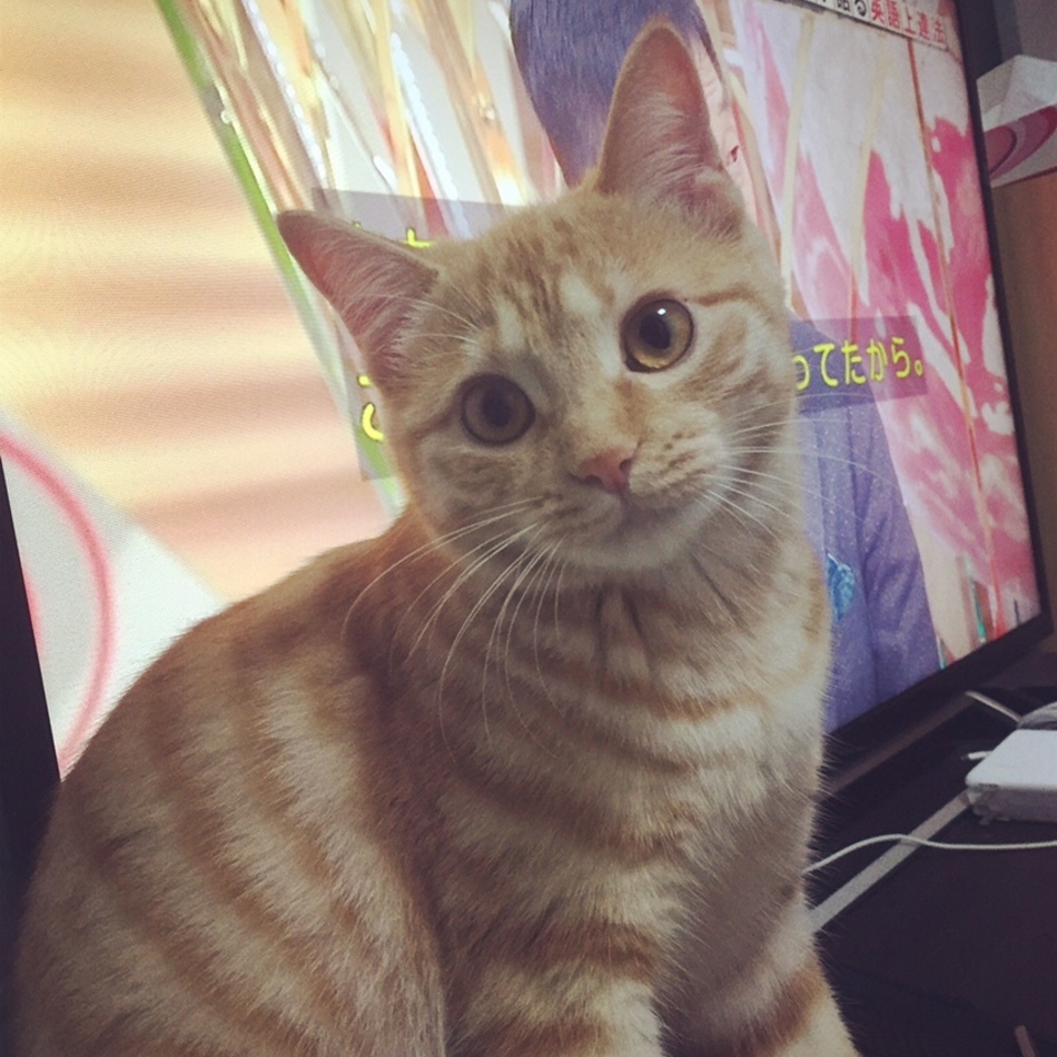 花のカバー写真