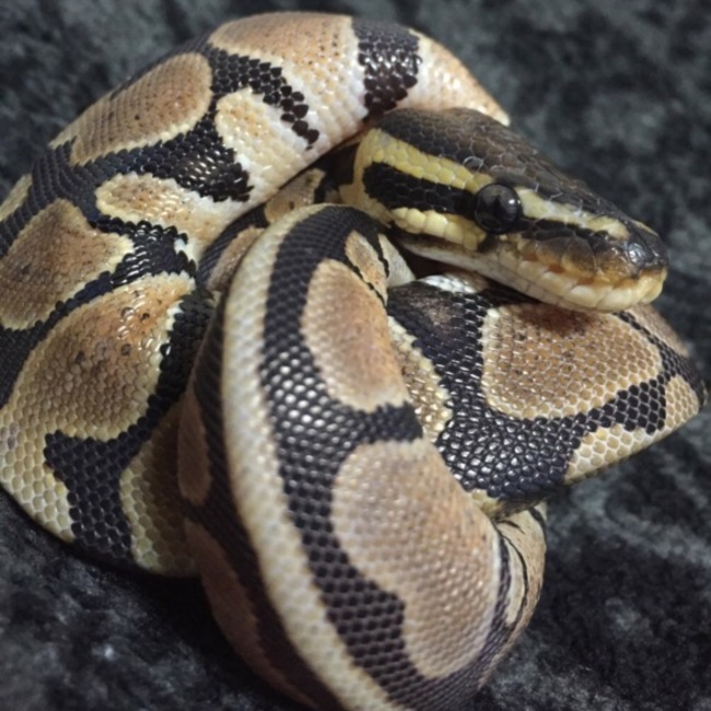 Yanpiのカバー写真