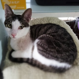 ☆募集一時停止　ミカエル君☆