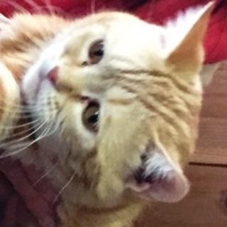 アメショーの女の子