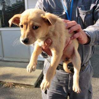 仔犬ちゃんの里親様募集