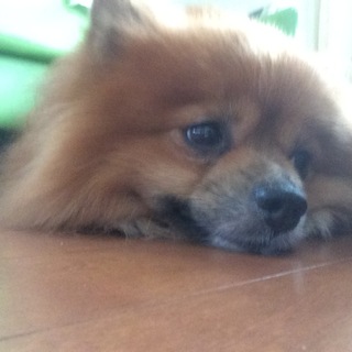 レオの飼い主募集してます