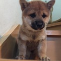 元気な柴犬♂の里親さん募集します