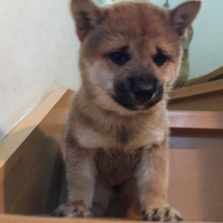 元気な柴犬♂の里親さん募集します