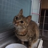 飼主さんが亡くなって取り残されたむぎちゃん サムネイル2