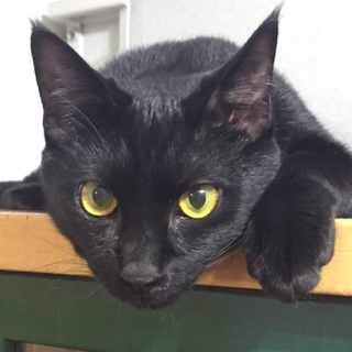 懐っこすぎるくろちゃん