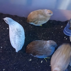 「平和に同居♪」サムネイル2