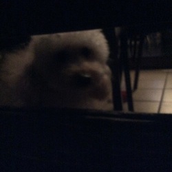 二ライカフェデビュー