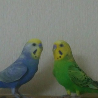 里親探してます！