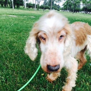 里親が決まりました