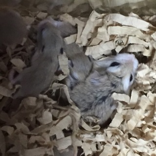 ロボロフスキーハムスターの里親様募集です。