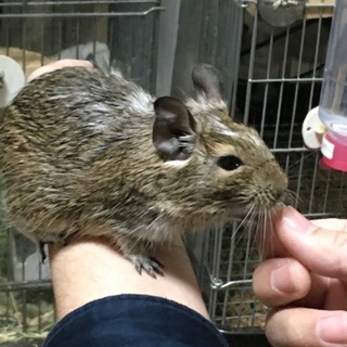 デグー♂の里親を募集します