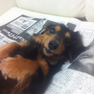 ミニチュアダックスフンドの里親募集