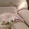 あそんでにゃ〜