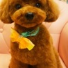Mr.DaiP：)♪♪