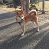 タイまま
