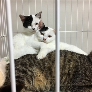 廃屋に遺棄されていた猫の里親さんを募集