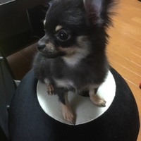 マロ