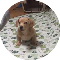 こぶん