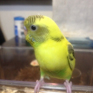 里親さがしてます。