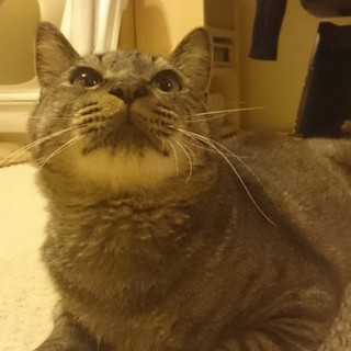 里親さんを募集しています。