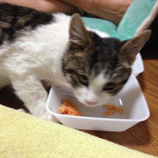 暖かさがわからない子猫。