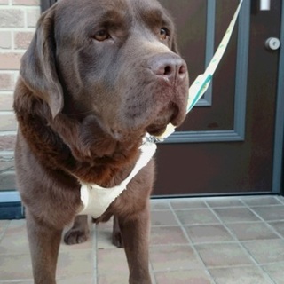 おだやかでやさしい大男、チョコラブのマル太