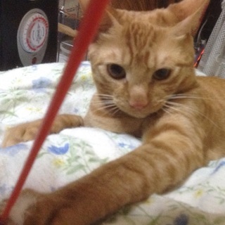 甘えん坊生後7ヶ月のオス茶トラ