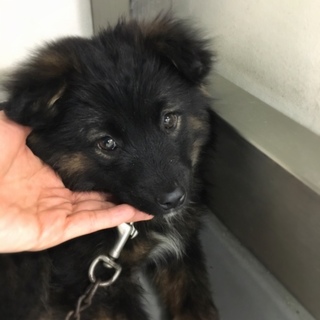 だんご三兄弟のごまくん！