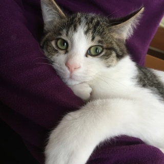 おっとり子猫のミントくん、5ヶ月です。