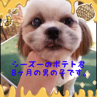 シーズー幼犬ポテト君は陽気な甘えん坊さん