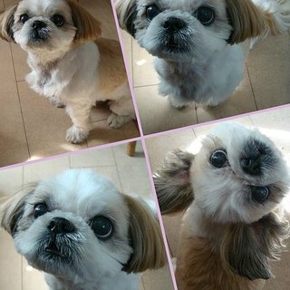 聞き分けの良いシーズー君の里親様募集中！