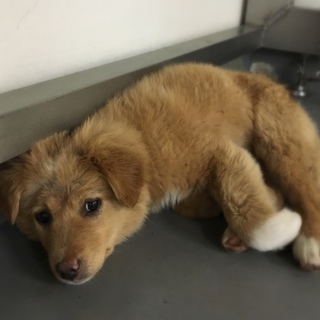 だんご三兄弟のみたらし君！