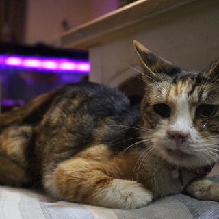 家の前でうずくまっていたみけおばあさんに終の住処を