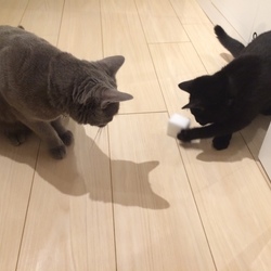 猫が好きな身近なアイテム【家にあるもの編】