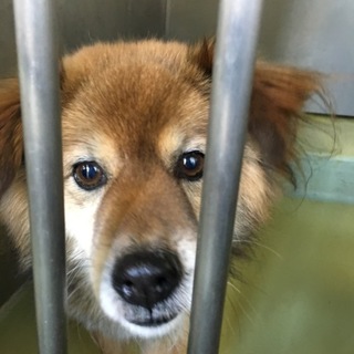 24日期限！小さめの大人しい可愛い子！