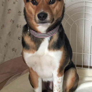 おとなしい女の子みかんです。