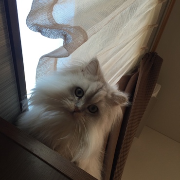 リンの写真