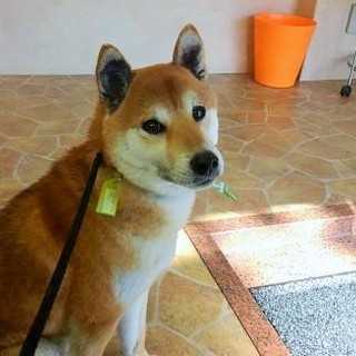 柴犬♂推定4歳のタケ♡ご家族さま決定！
