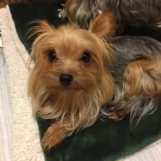 ヨーキー　２歳　女の子　避妊済み